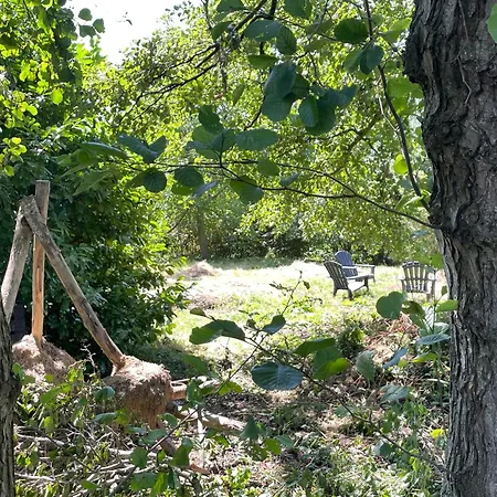 Ivy Near Amsterdam * Oudendijk