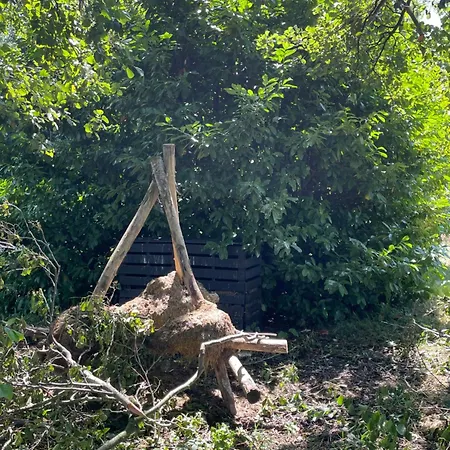 Ivy Near Amsterdam Oudendijk