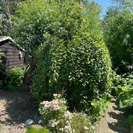 Ivy Near Amsterdam *