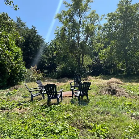 Ivy Near Amsterdam *