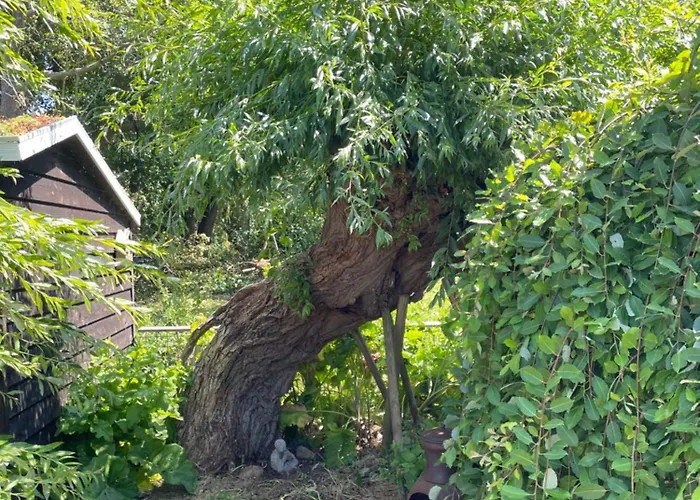 Ivy Near Amsterdam Tatil Evi Oudendijk