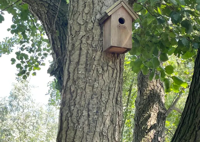 Ivy Near Amsterdam * Oudendijk