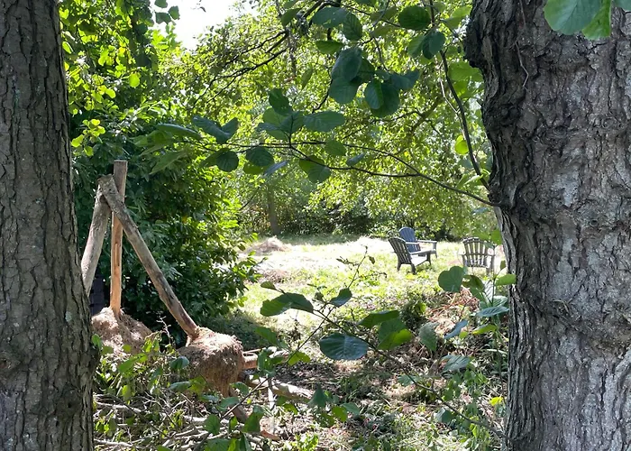 Ivy Near Amsterdam * Oudendijk