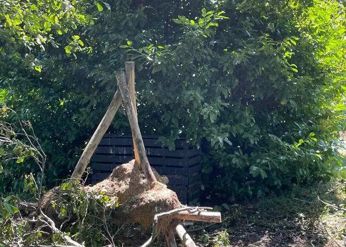 Ivy Near Amsterdam Oudendijk
