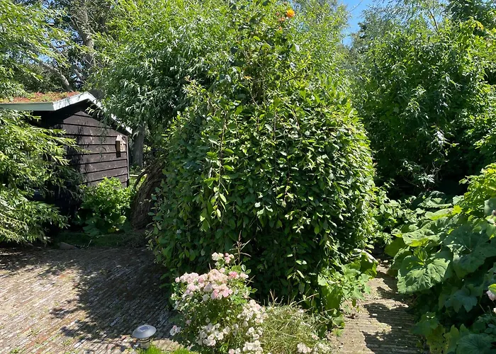 Ivy Near Amsterdam *