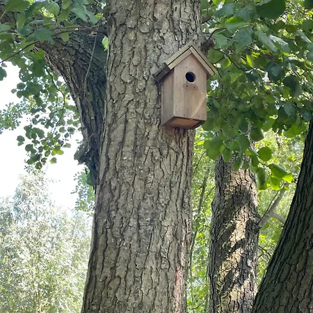 Ivy Near Amsterdam * Oudendijk